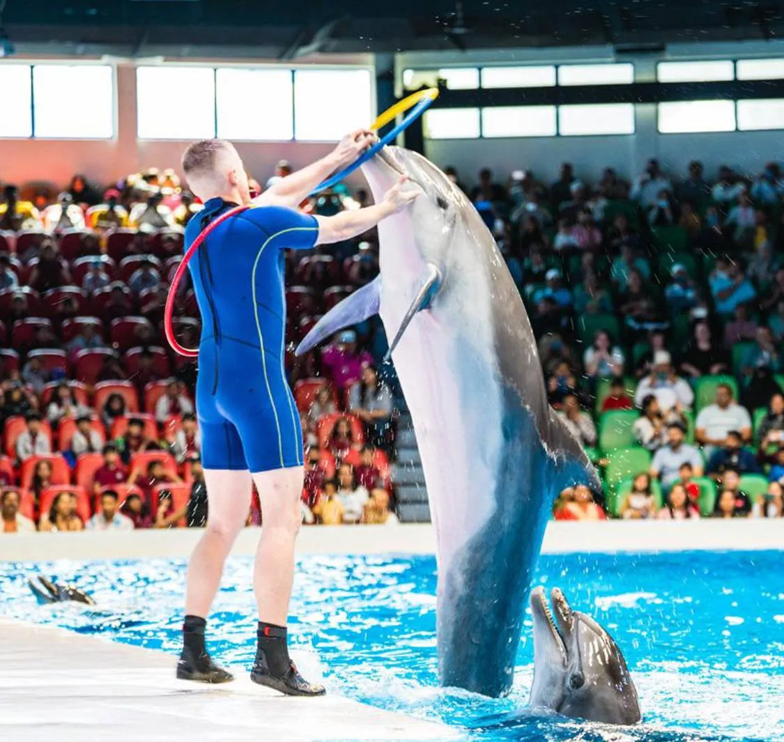 Dubai Dolphinarium Dolphin and Seal Show